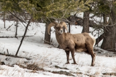 bighorn3